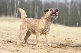 BORDER TERRIER 018